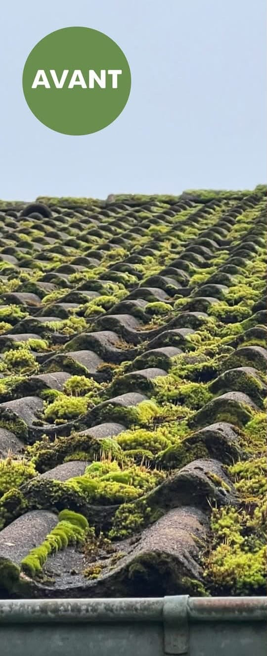 Élimination d'une mousse épaisse sur toiture — avant travaux